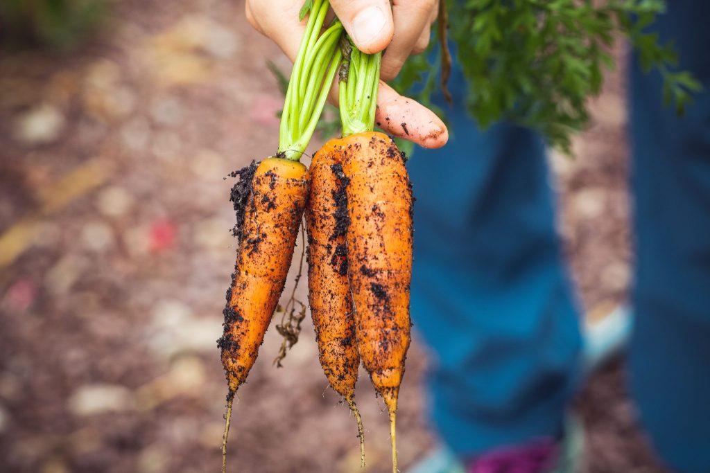 In enkele stappen van je tuin tot op je bord