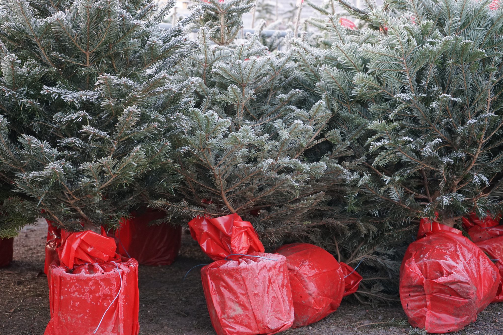 Echte kerstbomen bij Tuincenter Claes